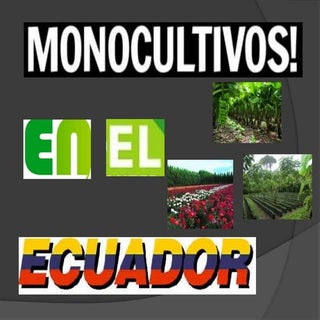 Monocultivos