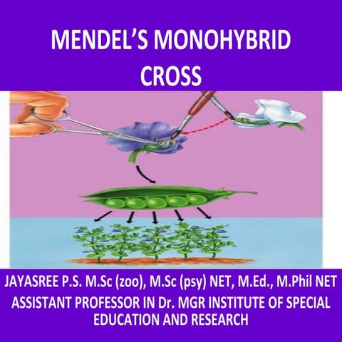 Mendel's Monohybrid cross