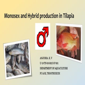 Monosex production of tilapia