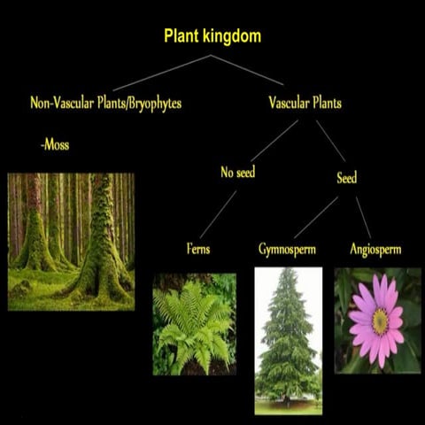 Monocotyledons vs dicotyledons 9 