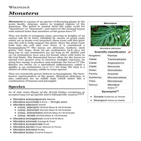Monstera wikipedia | PDF