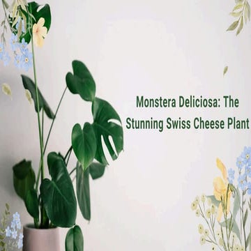 Monstera wikipedia | PDF
