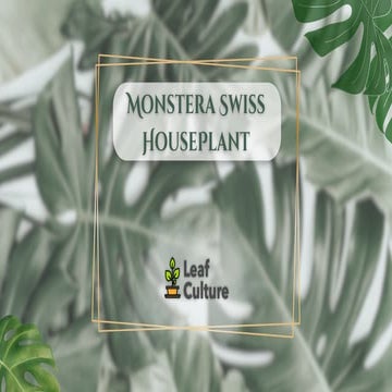 Monstera wikipedia | PDF
