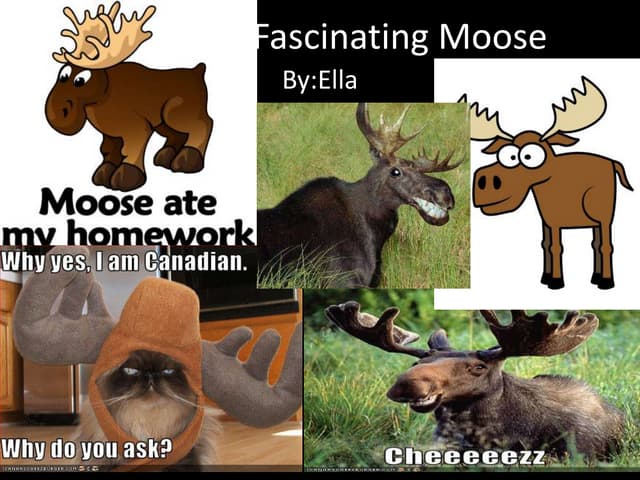 Moose