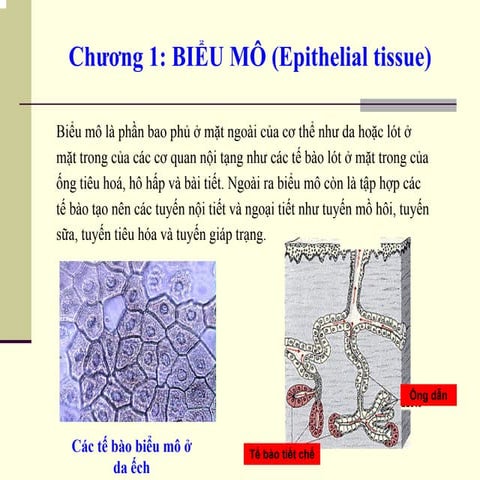 Đề cương mô phôi học | PDF