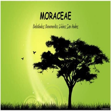 Moraceae | PPTX