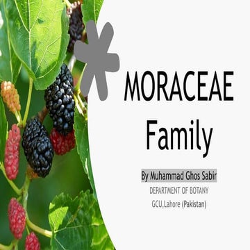 MORACEAE Family By Muhammad Ghos Sabir, Governement  College University, Laho...