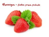 Morangos plantar preços produção ww...