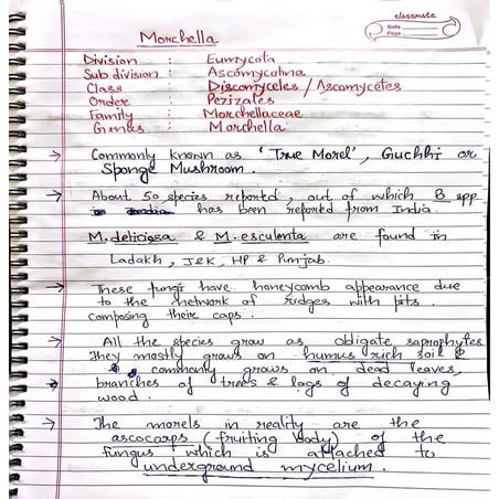 Life cycle of Morchella (For BSc Botany students).pdf