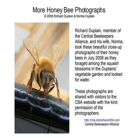 Honey Bees in Lupines | PPT