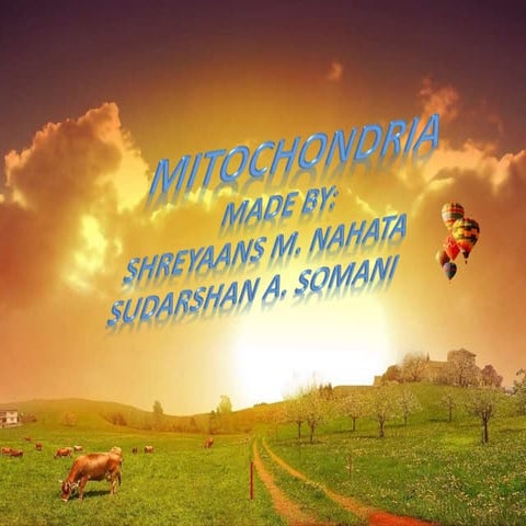 More 'bout mitochondria