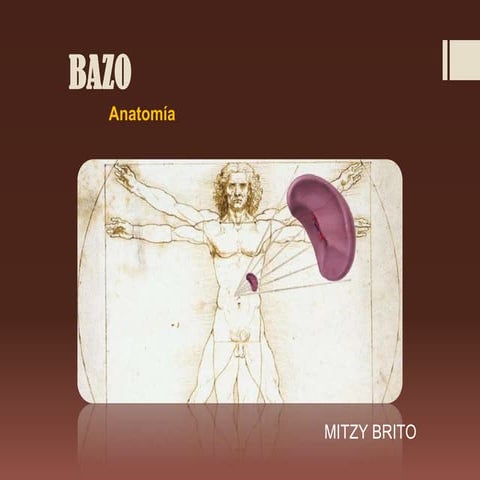 Bazo | PPTX
