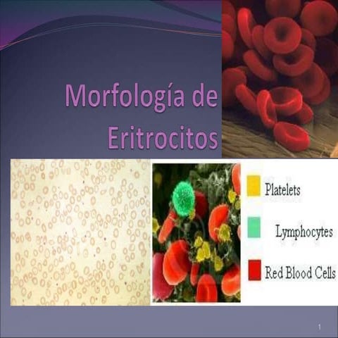 Morfología de Eritrocitos.ppt 2019.ppt
