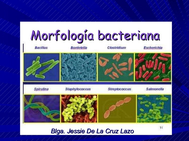 Morfología Bacteriana – morfología y estructura bacteriana – ZWEX