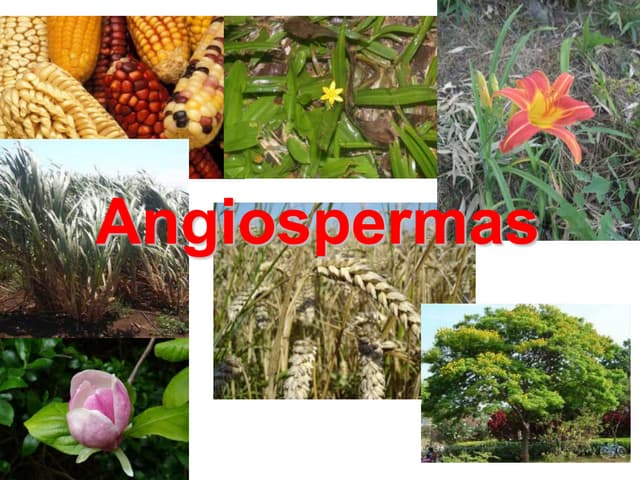 Morfologia da flor agronomia