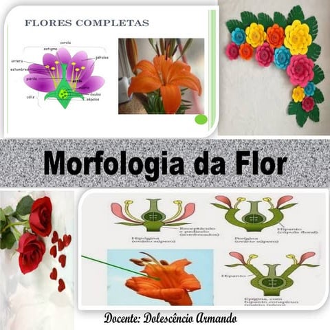 Morfologia da Flor 7878999009090-0-09.pptx