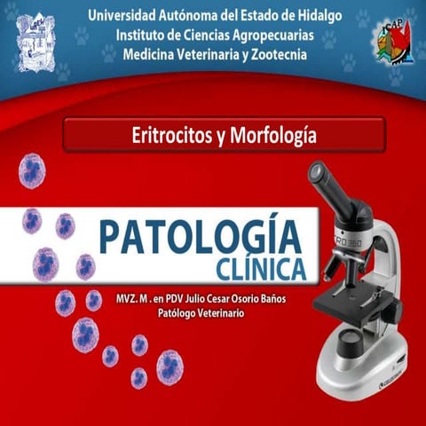 Morfología de eritrocitos alumnos
