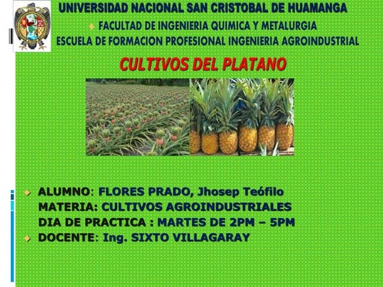 FENOLOGIA DE LA PIÑA | PPT