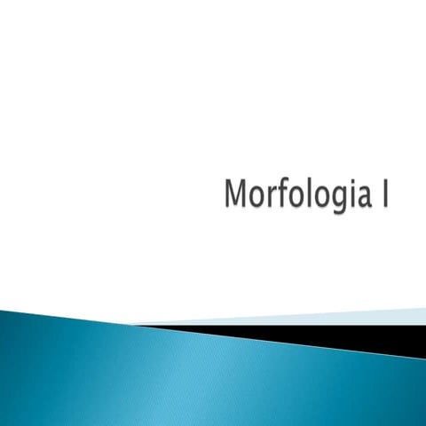 Morfologia I