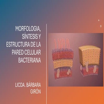 Microbiología tema 1 morfología y estructura bacteriana | PDF