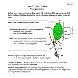 Morfologia vegetal de la hoja