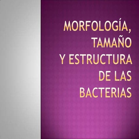 Morfologia y estructura de las bacterias