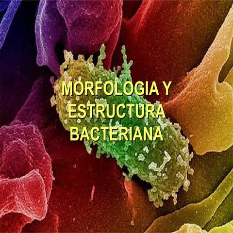 Morfologia y estructura bacteriana. | PPT