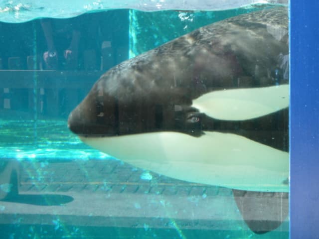 Photos of Killer Whale Morgan, Apri...