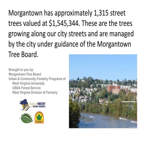 Morgantown Tree Board Factoids