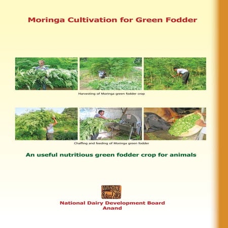 moringa cultivation | PPTX