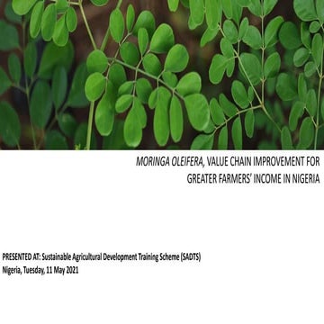 Moringa Oliefera, value chain development by sidi rana menggala 