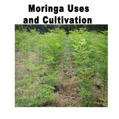 ORGANIC MORINGA PRODUCTION PROCESSING.pdf
