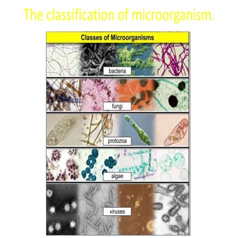Morophology of bacteria