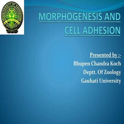 Morphogenesis and cell adhesion.