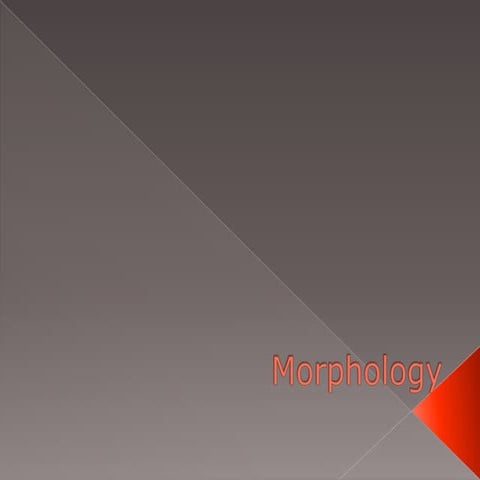 Morphology