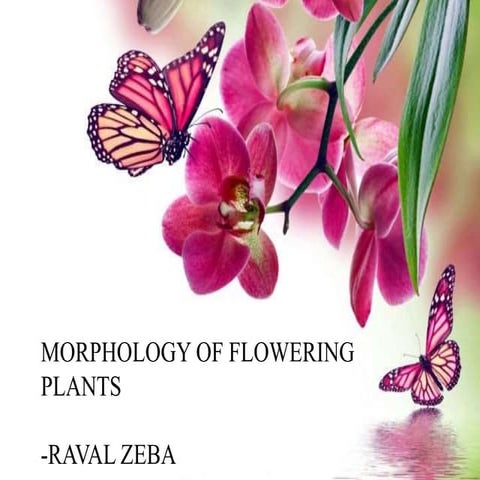 Morphology of Flowering Plants