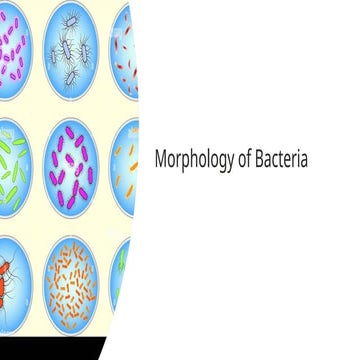 Morphology of Bacteria & Structure of Bacterial Cell