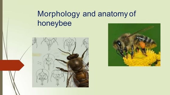 Anatomy and physiology of Honey Bees.pptx