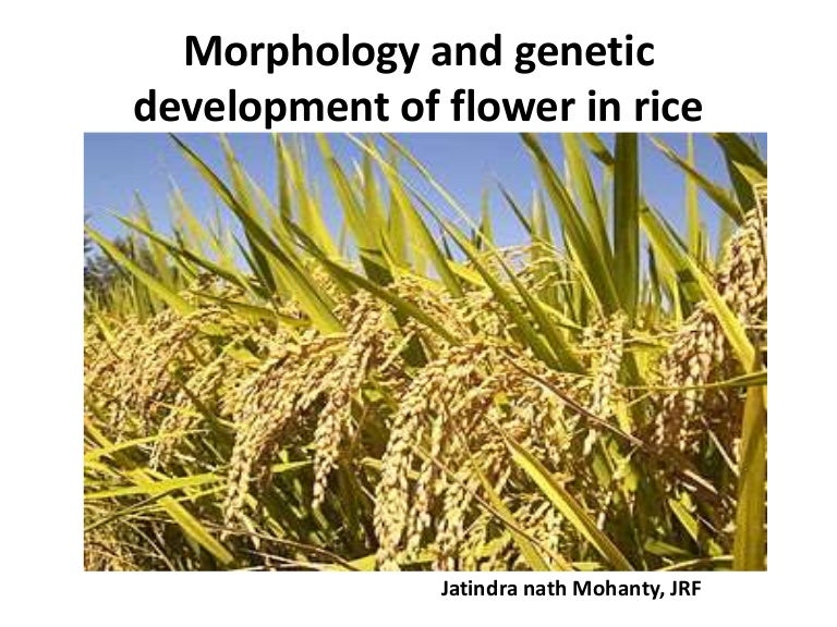 Morphology and development of flower in rice