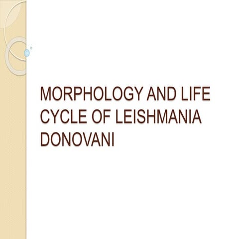 Morphology and life cycle of leishmania donovani