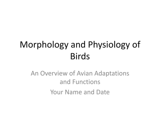 Morphology And Physiology Of Bird S Pptx Morphology And Physiology Of Bird S Pptx