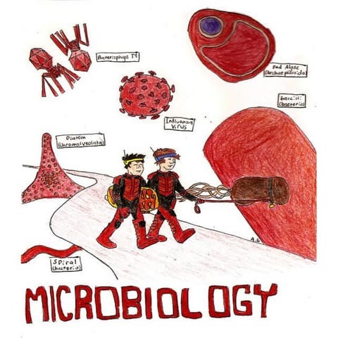 Morphology of bacteria