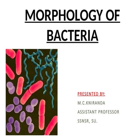 Size, Shape and Arrangement of bacteria | PPTX