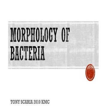 Morphology of bacteria & bacterial genetics revision notes 