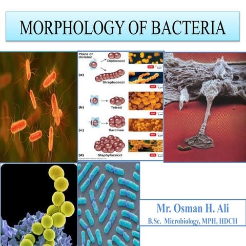 Morphologyof Bacteria.pptx