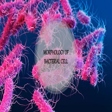 Morphology of bacterial cell  presentation new 1.pptx