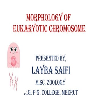 Morphology of Eukaryotic Chromosome Genetics.pptx