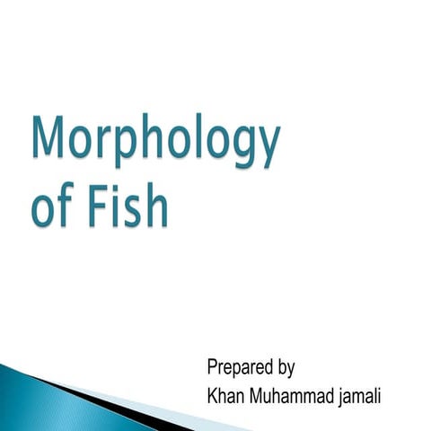 Morphology of fish