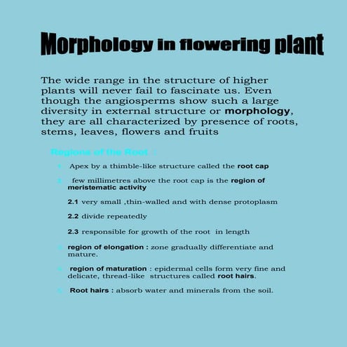 Morphology of flowering plant   sneha