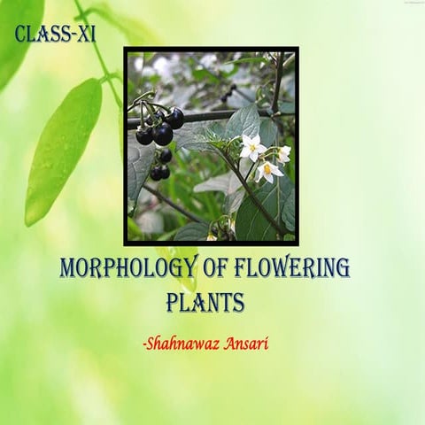 morphologyoffloweringplants-200505060434.pptx